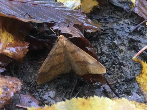 Agriopis aurantiaria